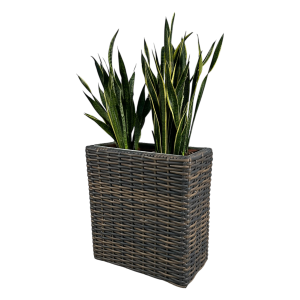 Rattan Raumteiler inkl. Sansevieria 1